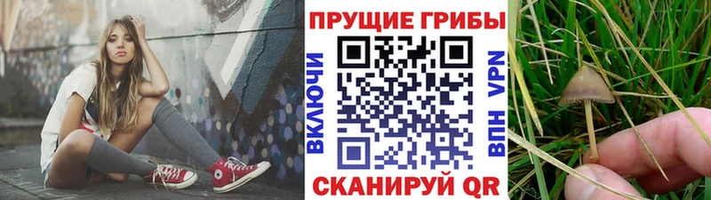 Псилоцибиновые грибы ЛСД  купить наркотик  Северская 
