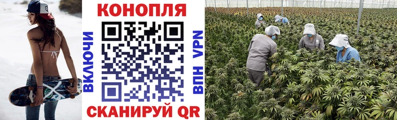 Каннабис планчик  Северская 